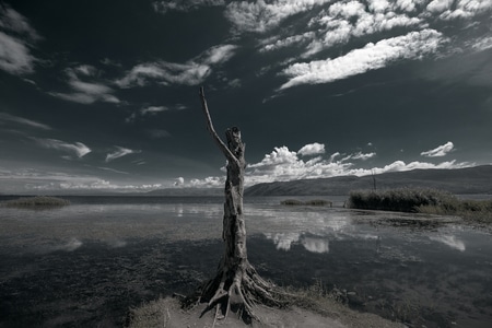 旅行-洱海-天空-枯树-风景 图片素材