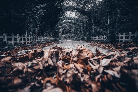风光-楼房-废弃-道路-落叶 图片素材