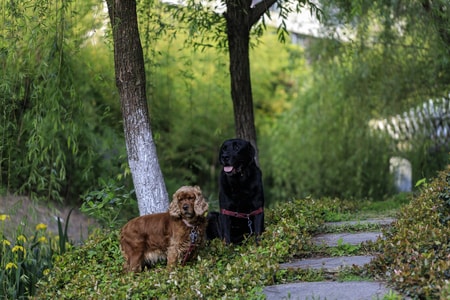 狗狗-萌宠-初夏-狗狗-拉布拉多 图片素材