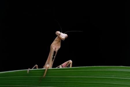 微距-昆虫-螳螂-昆虫-螳螂 图片素材