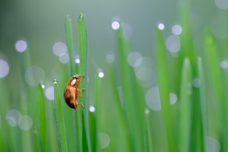 昆虫-微距-瓢虫-昆虫-瓢虫 图片素材
