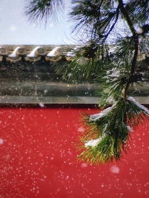 手机摄影-古建筑-树枝-树叶-雪 图片素材