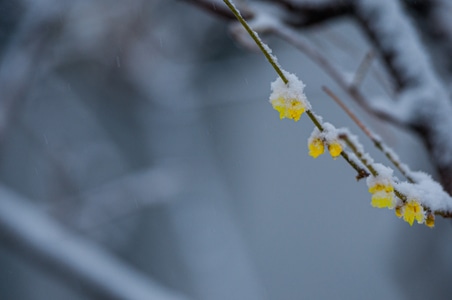 风景-腊梅-花-梅花-腊梅 图片素材