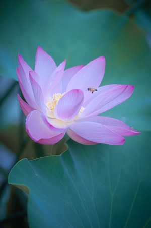 旅拍-风景-人像-个茄子-蛋疼 图片素材