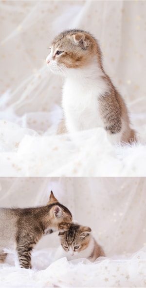 猫咪-萌宠-动物-猫咪-萌宠 图片素材