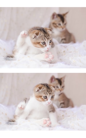 猫咪-萌宠-猫-猫咪-萌宠 图片素材