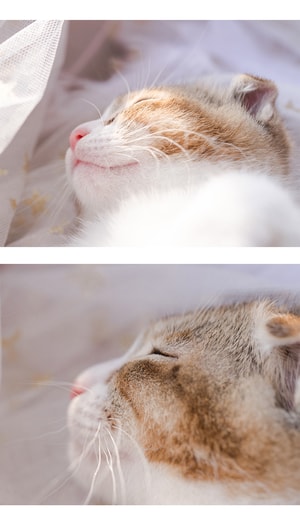 猫咪-萌宠-猫-猫咪-萌宠 图片素材
