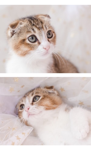 猫咪-萌宠-猫-猫咪-萌宠 图片素材