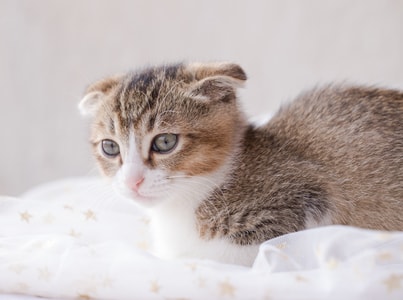 猫咪-萌宠-猫-动物-猫咪 图片素材
