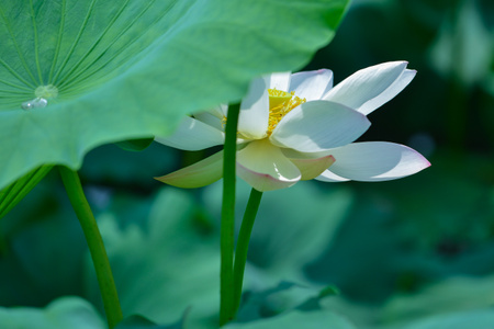荷花-荷-花-特写-农村 图片素材