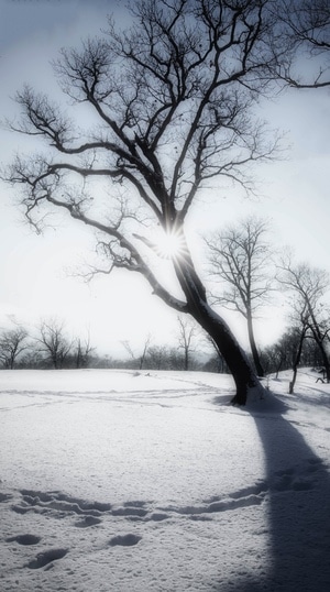 光影-雪景-冬日-阳光-旅行 图片素材
