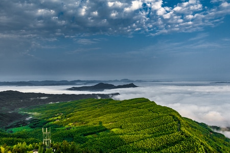 风光-清晨-雾-竹林-云雾 图片素材