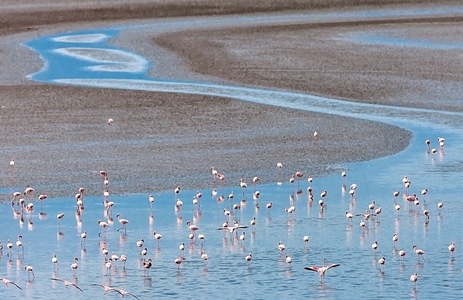 艺术底纹-湖面-风光-动物-火烈鸟 图片素材