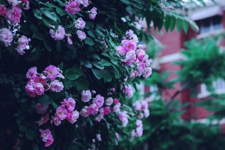 蔷薇-花季-蔷薇-花-花卉 图片素材