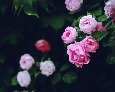 蔷薇-花季-蔷薇-花-花朵 图片素材