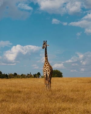 非洲-马赛马拉-长颈鹿-草原-肯尼亚 图片素材