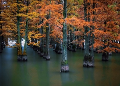 湖水-水杉-秋色-小河-树林 图片素材