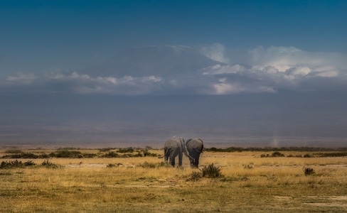 雪山-大象-东非-肯尼亚-安博塞利 图片素材