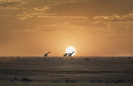 野生动物-马赛马拉-非洲大草原-肯尼亚-长颈鹿 图片素材