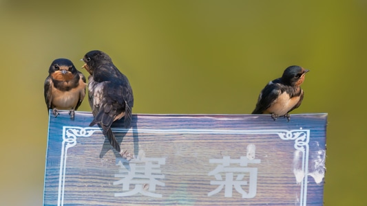 动物园-天津市-鸟-麻雀-动物 图片素材