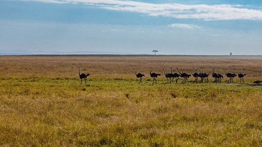 肯尼亚-草原-马赛马拉-非洲-户外 图片素材