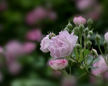 蔷薇-花季-蔷薇-花-花朵 图片素材