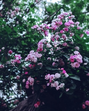 蔷薇-花季-蔷薇-花-花卉 图片素材