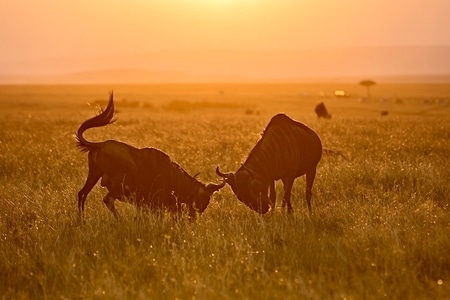 野生动物-草原-东非-旅拍-夕阳 图片素材