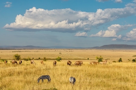 野生动物-草原-东非-旅拍-色彩 图片素材