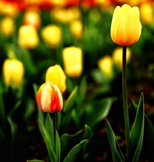 光影-色彩-花卉-静物-郁金香 图片素材