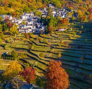 黄色-民宅-古建筑-红叶-自然 图片素材