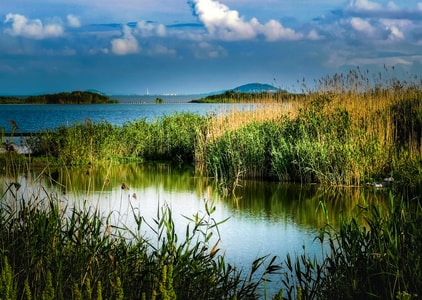 巢湖-湿地-芦苇-巢湖-湿地 图片素材