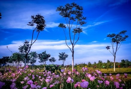 花草-湖滨-巢湖-湖滨-花 图片素材