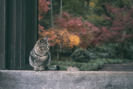 秋天-秋色-猫-古刹-灵隐寺 图片素材