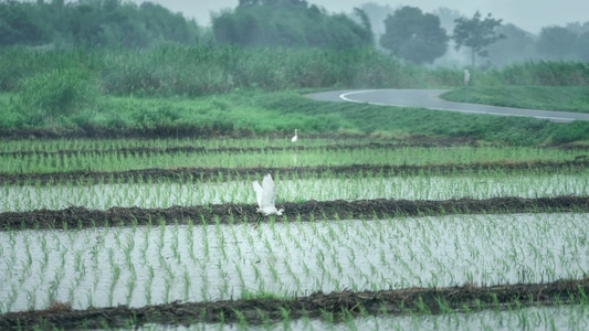 梅雨季-水雾-雾气-小路-农田 图片素材