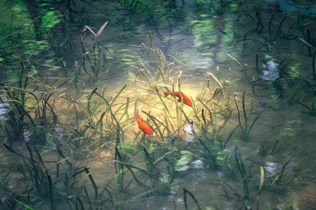 水草-水-鱼-观赏鱼-阳光 图片素材