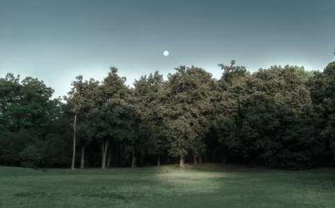 树林-傍晚-落日余晖-月亮-满月 图片素材
