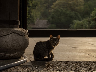 猫-宠物-古刹-猫-动物 图片素材