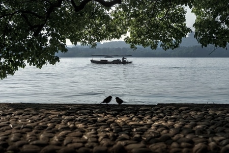 西湖-孤山-游船-树-鸟 图片素材