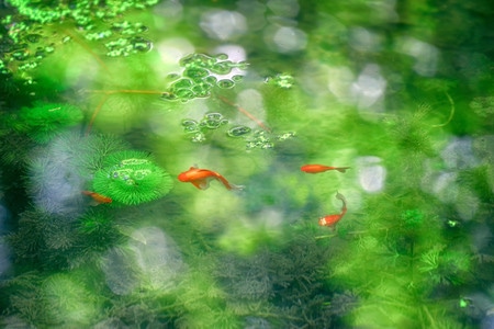 金鱼藻-水草-鱼-光斑-绿色 图片素材
