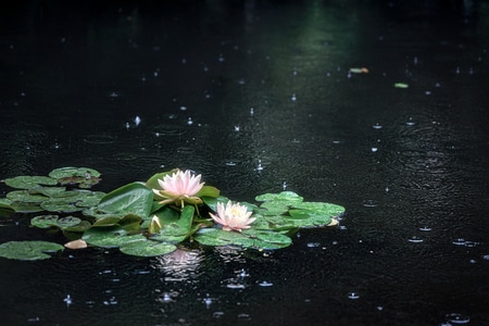 初夏-夏季-梅雨-江南-西湖 图片素材