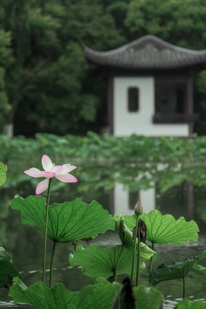荷花-夏季-荷叶-倒影-西湖 图片素材