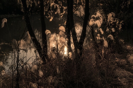 芦苇-西溪湿地-阳光-夕阳-植物 图片素材