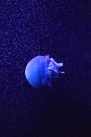 明亮-尼康-旅行-色彩-水族馆 图片素材