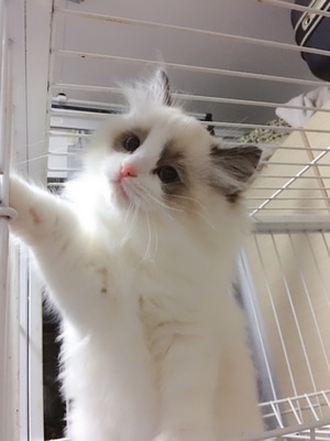 宠物-喵星人-萌猫-宠物猫-吸猫 图片素材