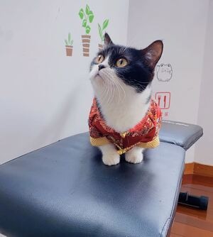 年味-萌猫-吸猫-矮脚猫-宠物 图片素材