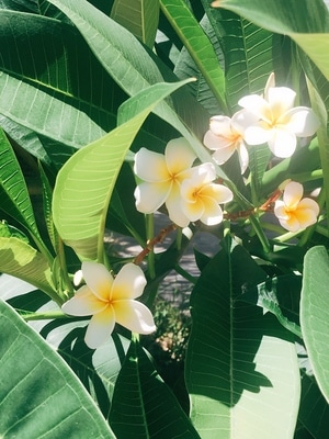 鸡蛋花-越南-美好-花-植物 图片素材