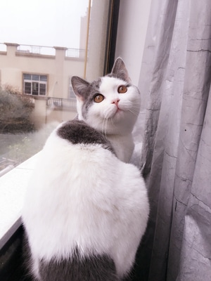 隔离-宅家-撸猫-宠物猫-喵星人 图片素材