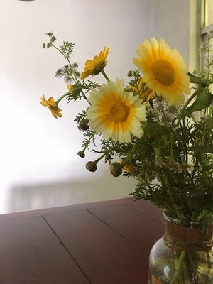 鲜花-野花-花瓶-插花-太阳花 图片素材