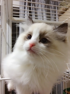 宠物-喵星人-萌猫-宠物猫-吸猫 图片素材